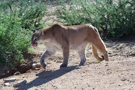 Pin By Terri Michael On Beautiful Arizona Mountain Lion Lion Hunting Lions