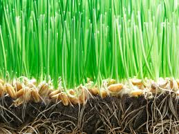 Hydroseeding is also called hydraulic mulch seeding, hydraseeding, or hydro mulching. Grass Seed Germination Rates For Planting