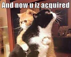 Cheezburger Online Comedy Sites Sold To Unnamed Buyer In Acquisition Of Startup That Made Funny Cat Pictures Famous Geekwire