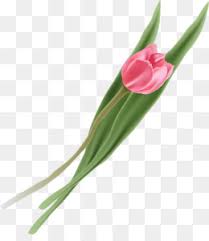 Bunga tulip hitam empat tulip hitam ungu rambut hitam fotografi png pngwing. Tulip Daun Blackandwhite Gambar Png
