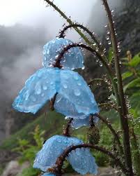 Les Coquelicots Bleus De L Himalaya Sous La Pluie Parc National De La Vallee Des Fleurs Uttarakhand Inde En 2020 Coquelicot Bleu Fleurs Coquelicots