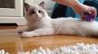 Effortless Ways to Groom Your Ragdoll Cat Without All That ...