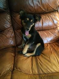 Black And Brown Dachshund Mix Dachshund Sheltie Mix 6 Month Old Little Girl Lula Dachshund Love Cute Dogs Sheltie
