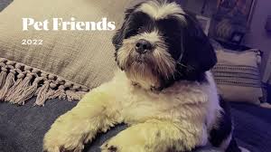 Always our best feiend #dogsoftiktok #shitzu #petsoftiktok #fyp #cute  #bestfriends