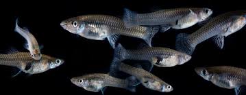 Fish To Fight Malaria In Meghalaya - Times Of India