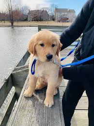 We did not find results for: Golden Retriever Puppies For Sale Kansas City Ks 349016