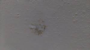 Fac parte din grupa mare ascomycota, regnul fungi, domeniul eukaryota. Cum Sa Scap De Mucegaiul Dintr Un Beci De Caramida Hidroizolat Misiunea Casa
