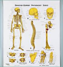 Skeletal System Anatomy Chart 3