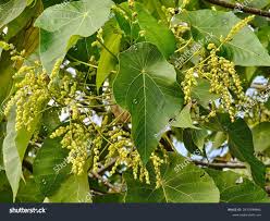 Image result for Macaranga schweinfurthii