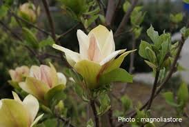 Image result for magnolie sunsation