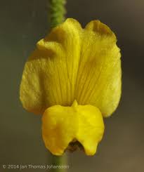 Image result for Melolobium