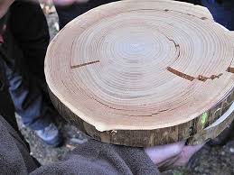 If your trees or plants do not survive, please let us know within one year of delivery. The Sweet Chestnut A Source Of Food And Timber Waldwissen Net