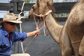 In the gastrointestinal tract of the camel. Camel School Camel Connection