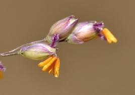 Image result for Panicum coloratum