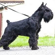 We did not find results for: Von Shaman Black Standard Schnauzers Home Facebook