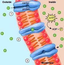 Crossing The Plasma Membrane Passive Methods Active Methods Teaching Biology Cell Biology Plasma Membrane