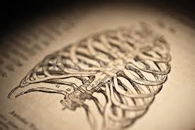 Don't just draw a generic rib download assignment photos. Human Rib Cage Drawing Art Prints And Posters By Mark Strozier Artflakes Com