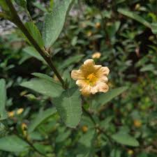 Image result for Sida spinosa