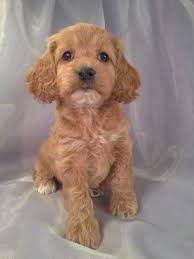 Purebred pups of iowa is your cockapoo puppy breeder, offering cockapoo puppies for sale in iowa, minnesota, illinois and wisconsin! Cockapoo Puppies For Sale Cockapoo Breeder In Iowa