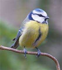 White Bird With Blue Feet Pin On Inspiration