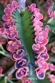 We did not find results for: 3 Ways To Identify Your Succulents Succulents Network Unusual Flowers Cactus Flower Cacti And Succulents