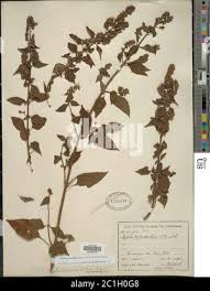 Image result for Cantinoa americana