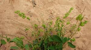 Image result for Pycnospora