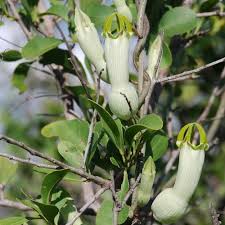 Image result for Ceropegia pygmaea
