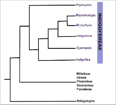 Image result for Rhynchotropis
