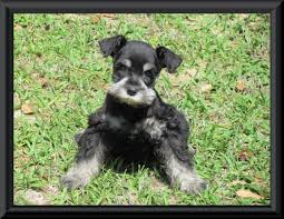Black And Silver Mini Schnauzer A Stunning Black And Silver Puppy Of Myschnauzerbabies Miniature Schnauzers With Images Beautiful Dogs Mini Schnauzer Puppies