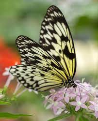 Check spelling or type a new query. Black And Yellow Butterfly Photograph By Iris Richardson