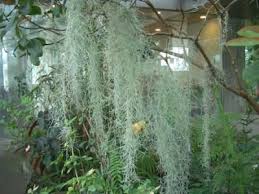 熱帯環境植物館へ 着生植物 植物の装飾 植物