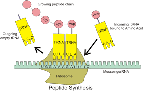 transfer rna wikipedia