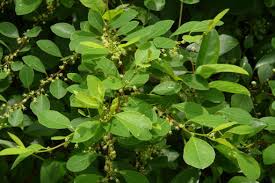 Image result for Flueggea virosa