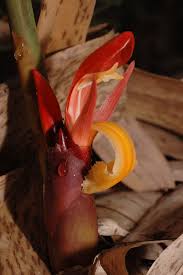 Image result for Aframomum angustifolium