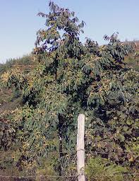 Image result for Diospyros truncatifolia