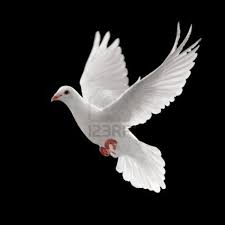 Black And White Pigeon Pictures Https Ca Images Search Yahoo Com Search Images P White Doves Flying Images Dove Flying White Doves Love Background Images