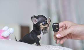 Akc chihuahua puppies in oak hills, california 1892.99 miles. Teacup Chihuahua Puppy Teacup Chihuahua Puppies Cute Baby Animals Cute Animals