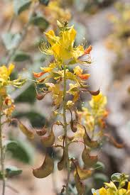 Image result for Adenolobus pechuelii