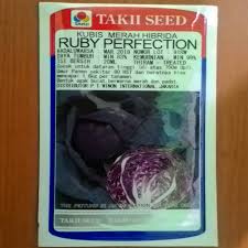 Budidaya tanaman kubis cocok jadi usaha agrobisnis petani di masa pandemi seperti sekarang karena mampu menghasilkan hasil panen berkualitas dengan keuntungan yang menjanjikan. Kubis Merah Takii Seed Ruby Perfection Facebook