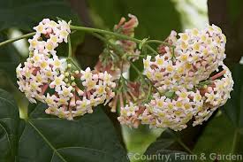 Image result for Rogiera amoena