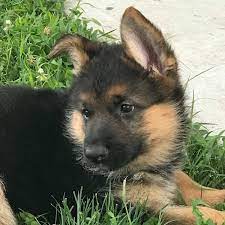 One puppy or kitten adopted in virginia beach paves the way for another one to be saved. Southern Shepherds Akc German Shepherd Puppies Home Facebook