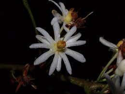 Image result for Lindackeria bukobensis