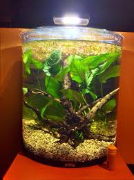 Acquisto Betta E Convivenza Forum Acquariofilia Facile Allestimento E Gestione Facile Dell Acquario Tutto Sui Pesci Tropicali