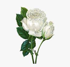 1000's of free 3d animations & gif art. Rose Flower Animated Gif Hd Png Download Transparent Png Image Pngitem
