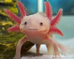 Leucistic Axolotl Oh My God These Guys Are So Cute And Believe It Or Not Easy To Take Care Of I Am Definently Getting One Axolotl Animals Animals Beautiful