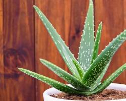 Image of آلوئه ورا گیاه