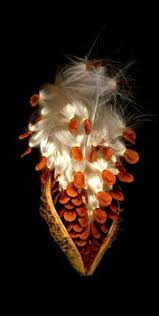 Milkweed Pod Milkweed Seeds Seed Pods Milkweed Pods