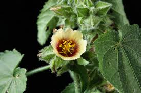 Image result for Sida urens