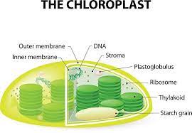 Chloroplast Structure Of A Typical Higher Plant Chloroplast Biology Projects Plant Science Study Biology